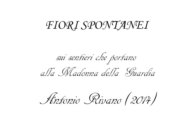 I fiori spontanei