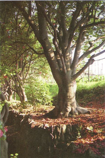 Il viale delle camelie